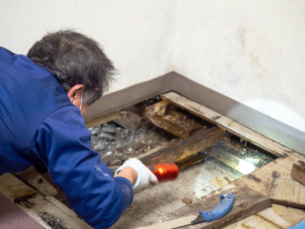 Best Emergency Mold Removal  in Galatia, IL