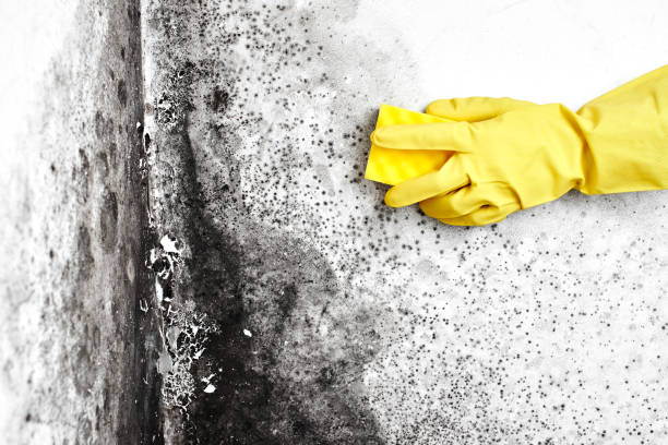 Best Mold Remediation  in Galatia, IL