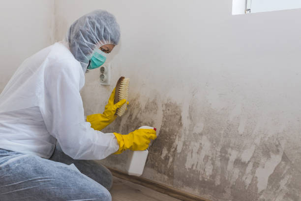Certified Mold Removal in Galatia, IL