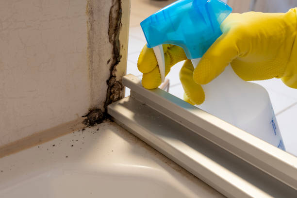 Best Black Mold Removal  in Galatia, IL