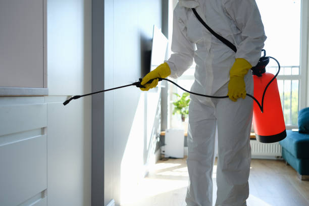 Best Black Mold Removal  in Galatia, IL