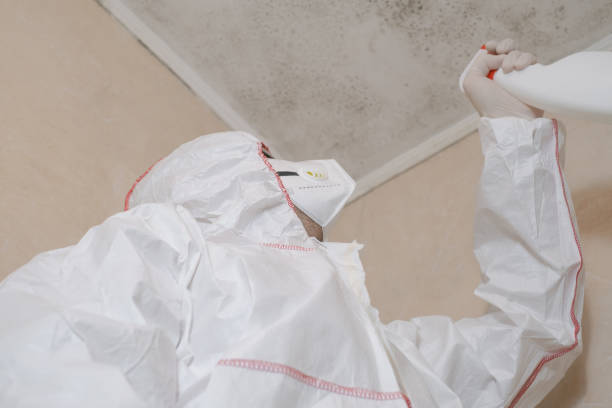 Best Certified Mold Removal  in Galatia, IL