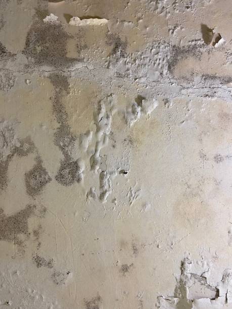 Best Mold Damage Repair  in Galatia, IL