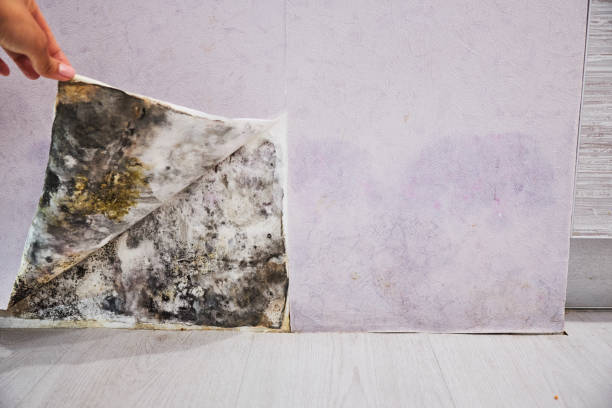 Professional Mold Removal in Galatia, IL